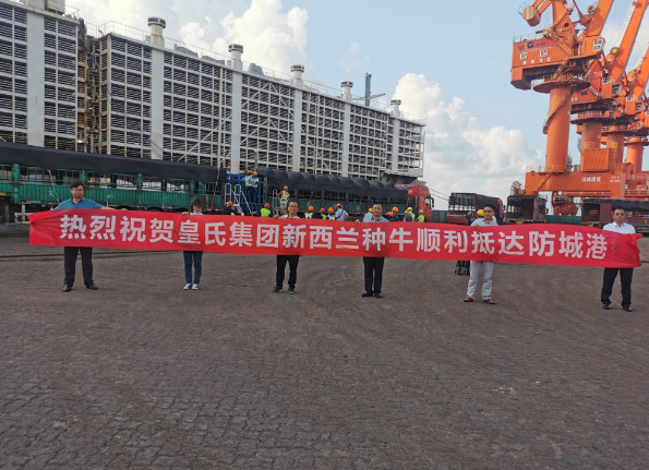 漂洋過海9000公里，優(yōu)質(zhì)新西蘭奶牛順利到港！