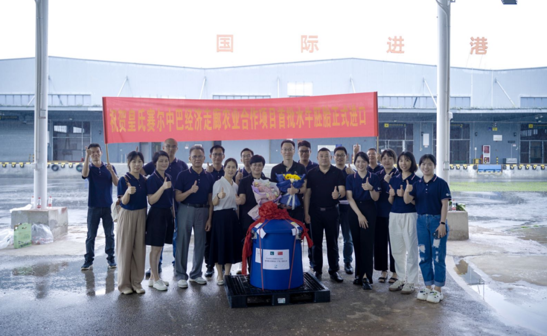 重磅！全國首批5000枚進(jìn)口巴基斯坦優(yōu)質(zhì)奶水牛胚胎入境，第一時(shí)間落戶皇氏集團(tuán)投入奶水牛改良繁育生產(chǎn)